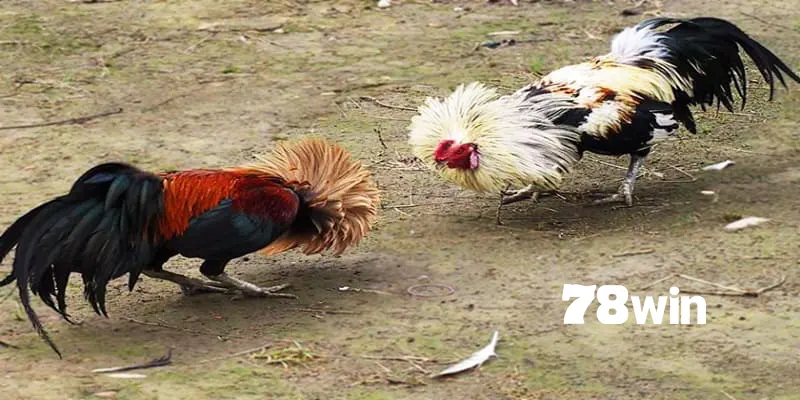 Khái niệm về dòng gà tre đá hấp dẫn