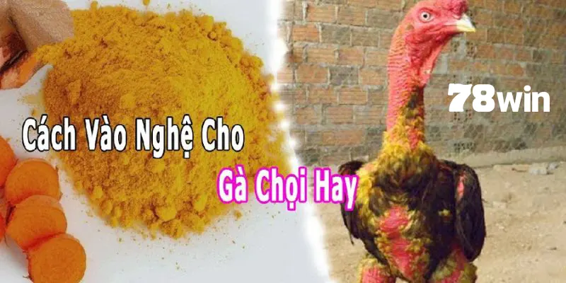 Vào nghệ là bước không thể thiếu khi nuôi gà đá chân mạnh